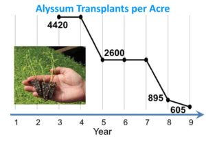 Brennan-insectary-study-alyssum-transplants-per-acre