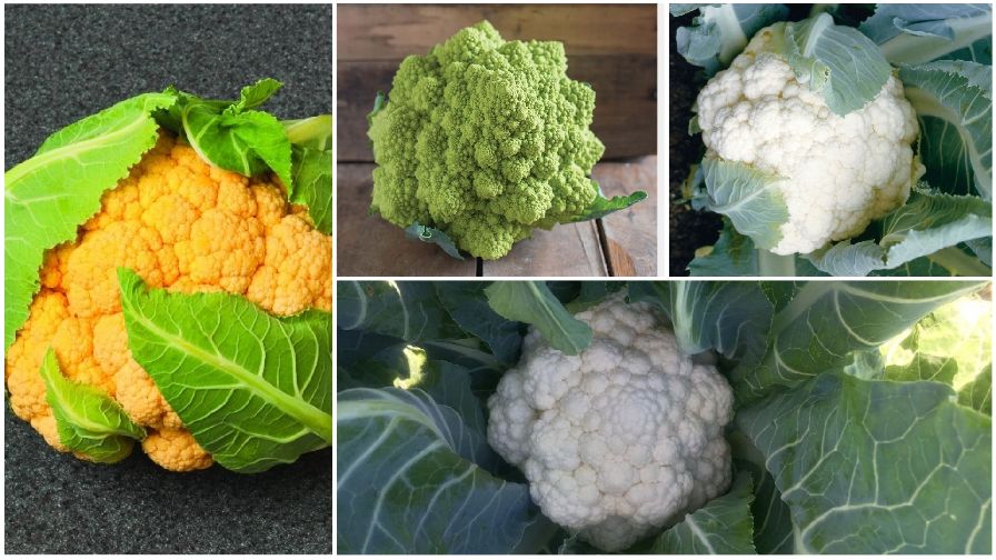 11 Cauliflower Varieties You'll Want to Grow Growing Produce