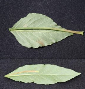 Comparing-Palmer-amaranth-and-water-hemp-leaves.-Photo-courtesty-of-Univeristy-of-Purdue-Extension.-
