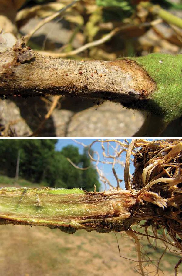 Comparing-southern-blight-and-fusarium-crown-rot