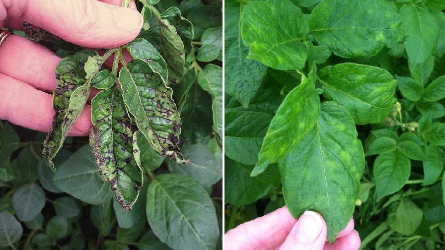 Potato Virus Y Australia Tasmania