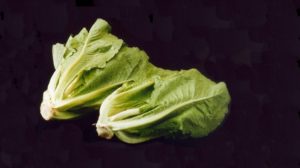 Romaine-lettuce-from-ARS
