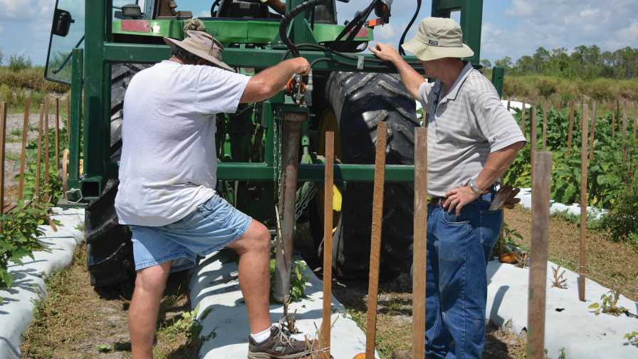 Researchers soil probing tomato crop beds