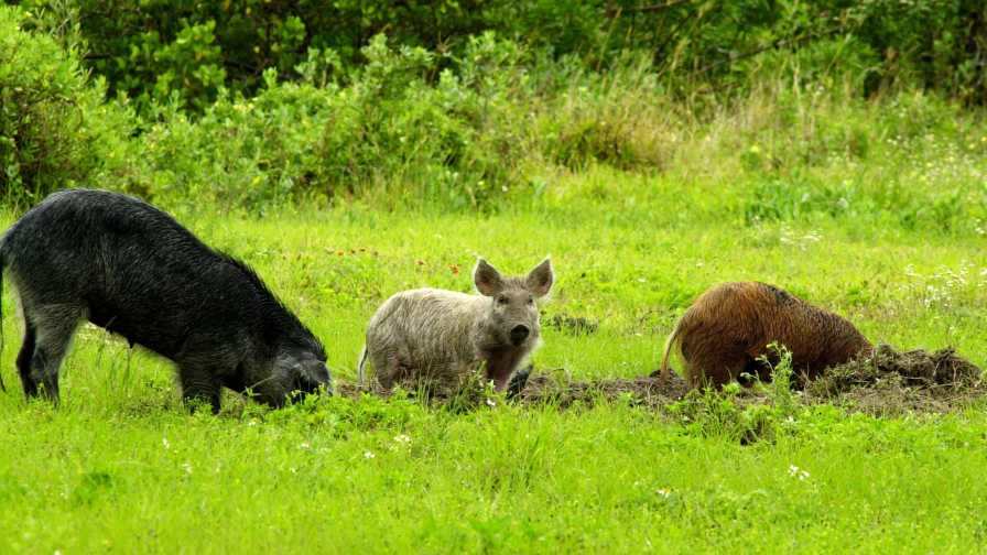 Wild hogs rooting around