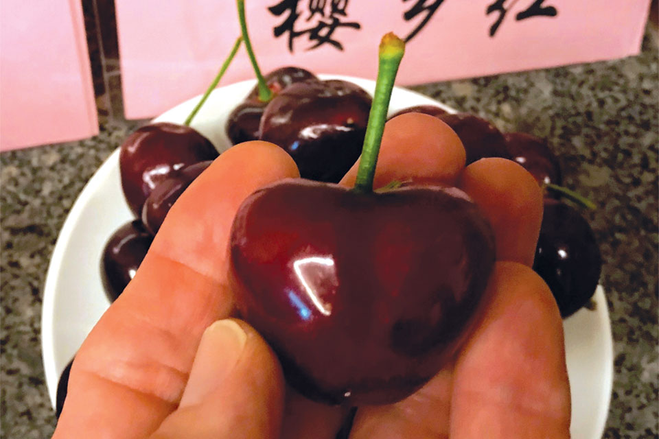 sweet cherry, China, Tieton