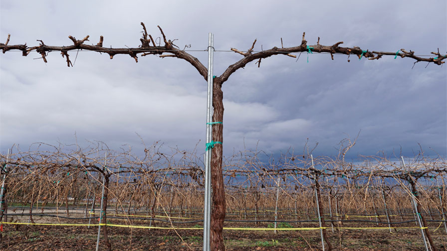 Early Ripening Grapes Could Revolutionize Raisin Production