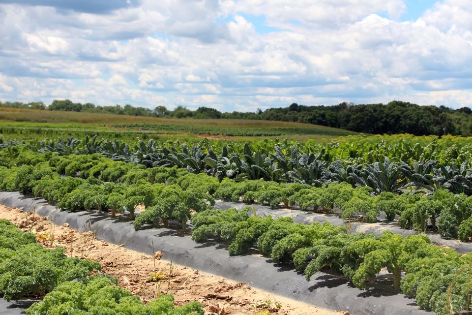 Vegetable-fields-at-Janowskis-Farm