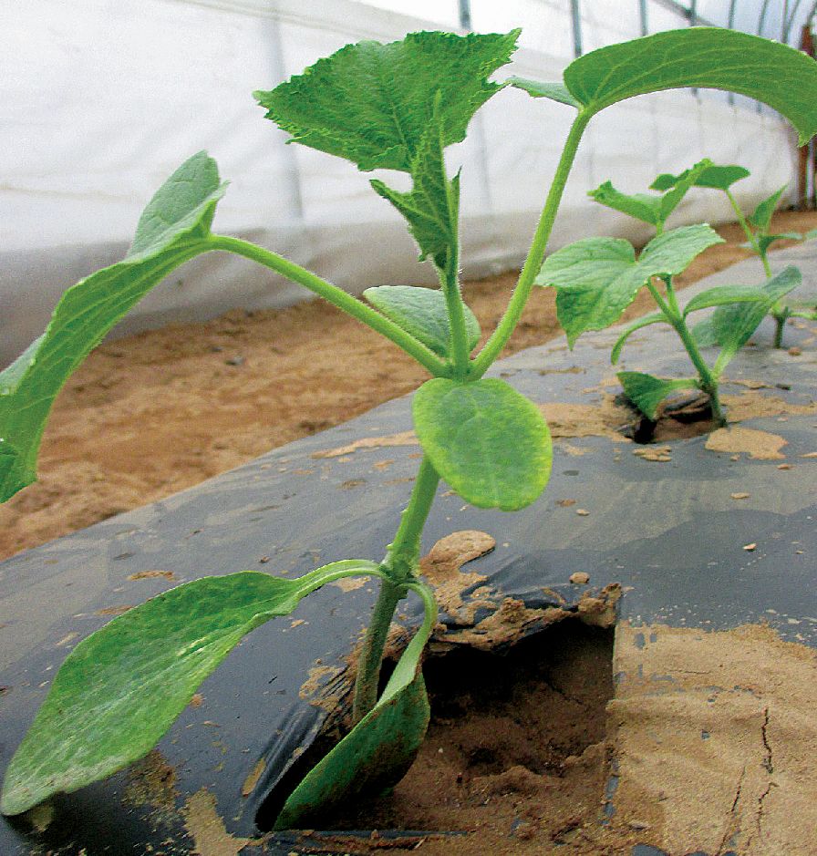 a-grafted-cucumber-plant-growing-in-a-high-tunnel
