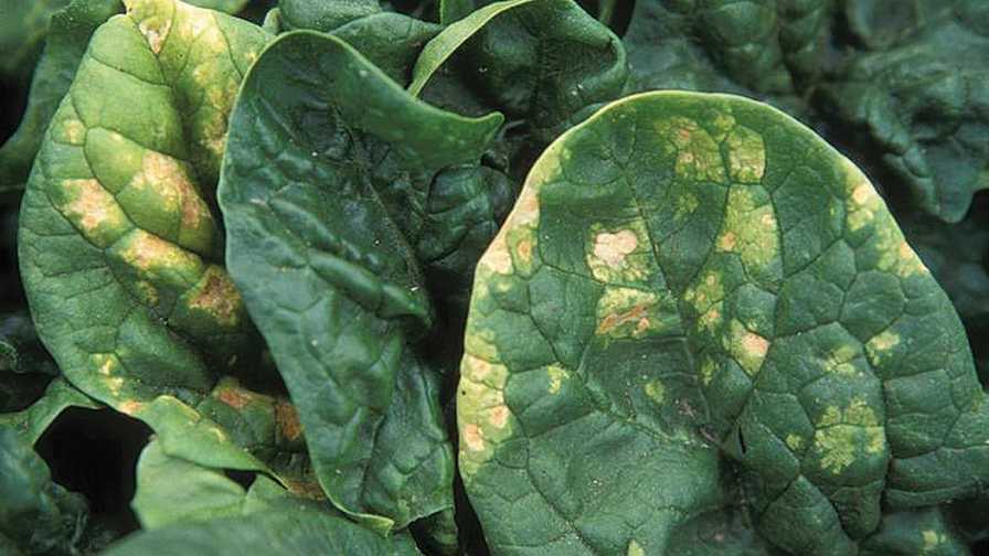 Blue mold of spinach symptoms