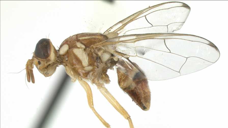 Specimen of peach fruit fly trapped in Miami
