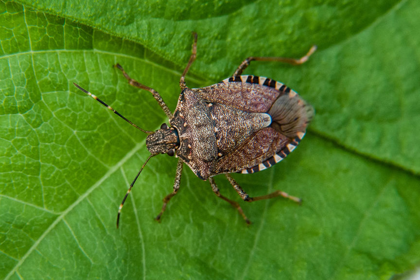 Insect Invaders: Perils of Global Trade - Growing Produce