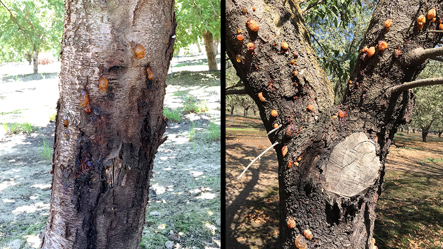 Early Detection Key to Managing Ceratocystis Canker in Almonds