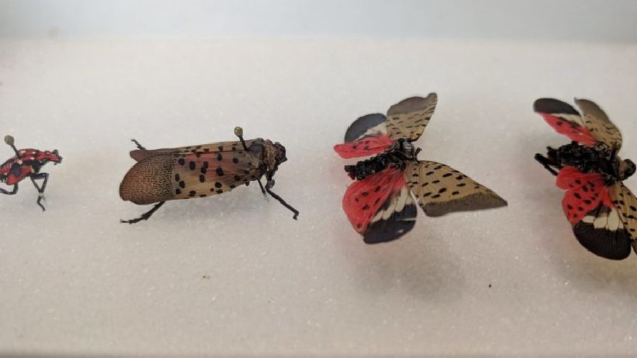 Spotted Lanternfly Found in Virginia Grapes