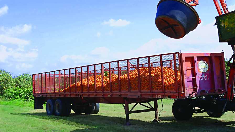 Truckload of Florida oranges
