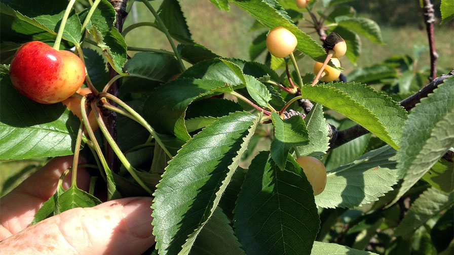 X-Disease Management in Stone Fruit is Not That Simple