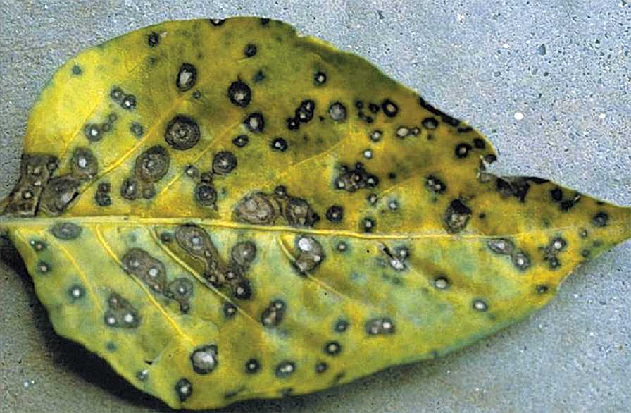 Frogeye leaf spot of pepper symptoms