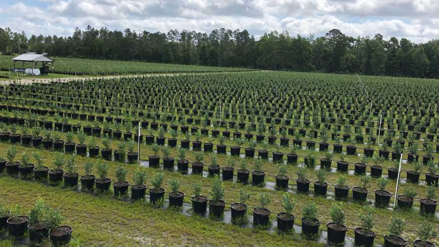 Organic blueberry plants at Island Grove Ag Products in Hawthorne, FL