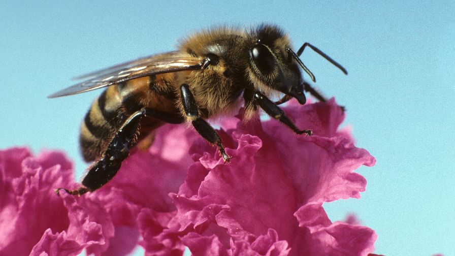 Researchers May Have Unlocked Key to Honeybee Management