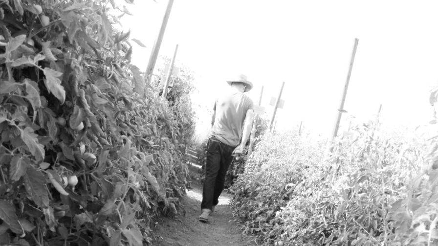 Grower-between-tomatoes-black-and-white