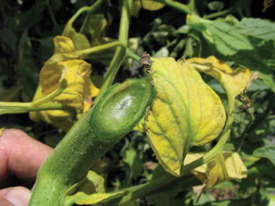 Fusarium Wilt Tomatoes