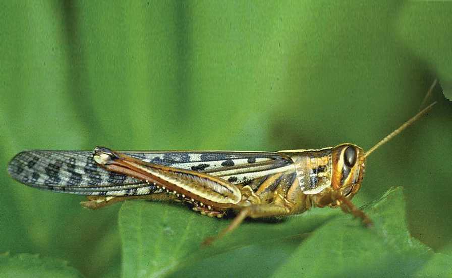 American grasshopper