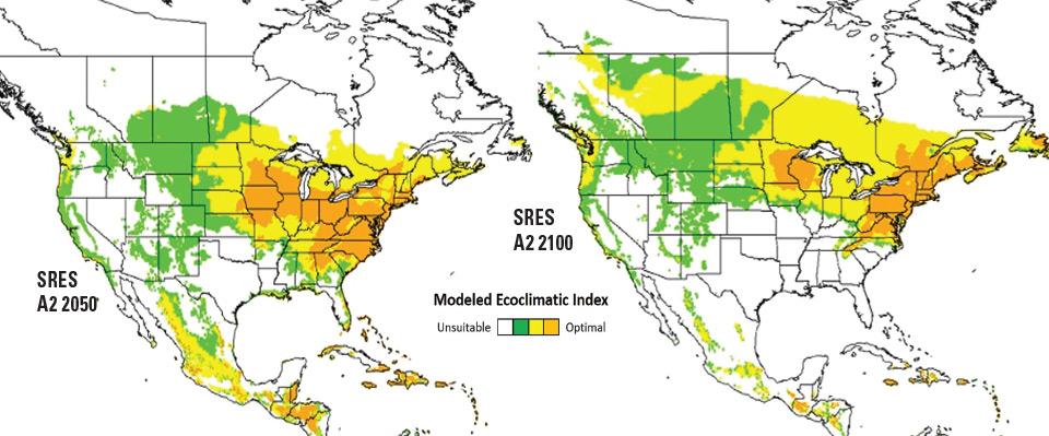 Climate Models Show Brown Marmorated Stink Bug's Growing Range of Destruction