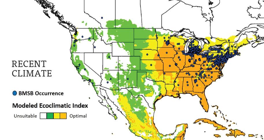 Climate Models Show Brown Marmorated Stink Bug's Growing Range of Destruction