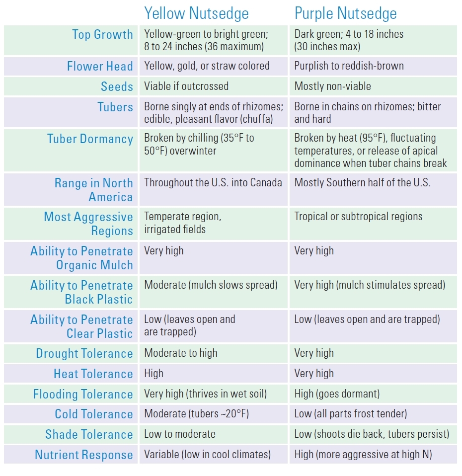 Comparing-Yellow-and-Purple-Nutsedge