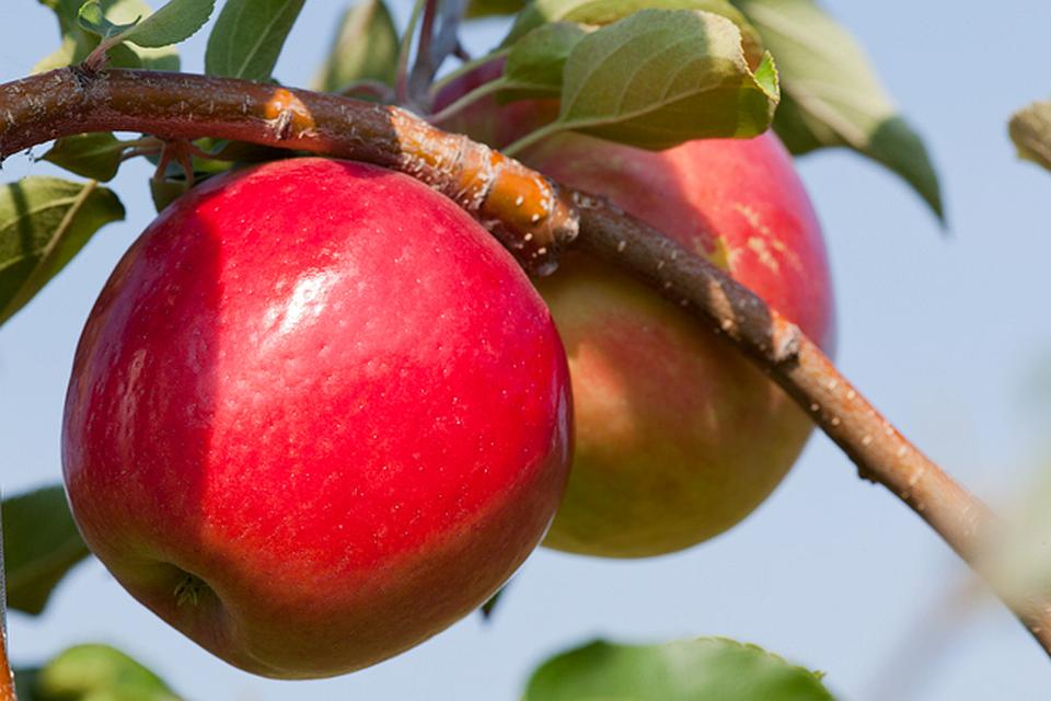 University of Minnesota Debuts ‘First Kiss’ Early Apple