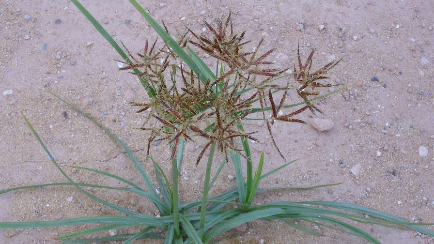 Field Scouting Guide Purple Nutsedge Growing Produce