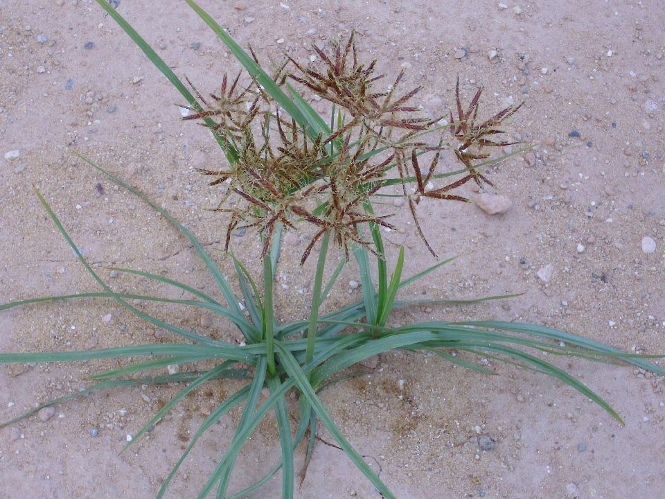 Field Scouting Guide: Purple Nutsedge