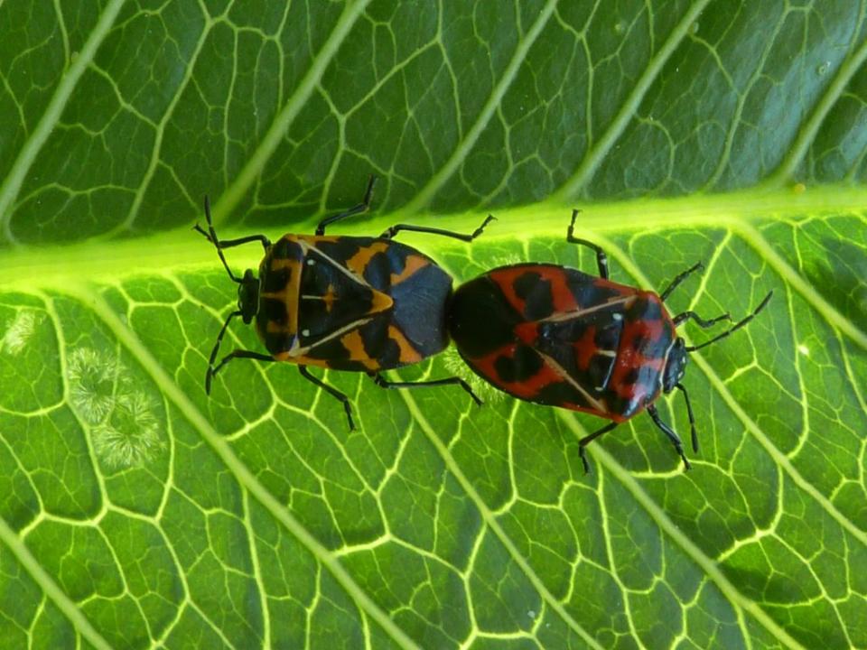 Researchers Discover How Stink Bugs Use Pheromones