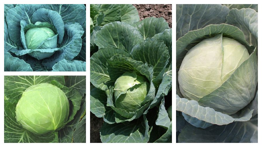 11 Cabbage Varieties Perfect For Todays Growers Growing Produce