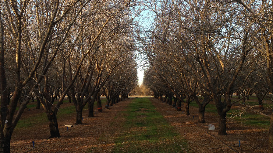 Why California Almond Growers Can Skip Nitrogen Application This Fall