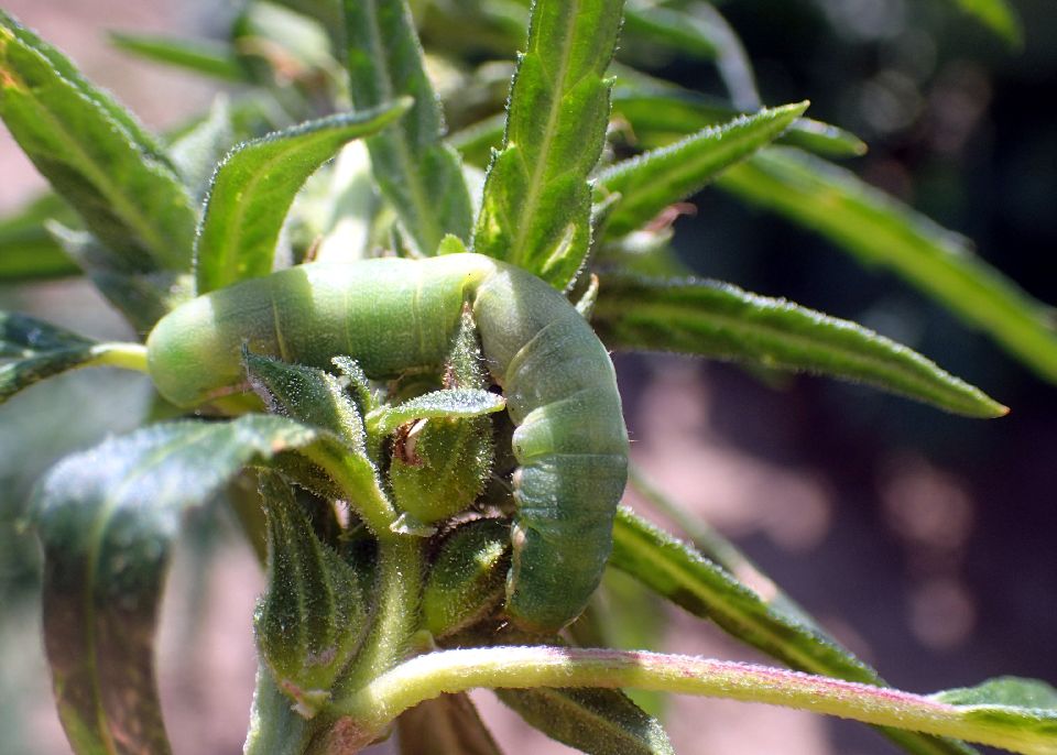 Beet-armyworm-feeding-on-hemp-by-Whitney-Cranshaw-Bugwood-CSU