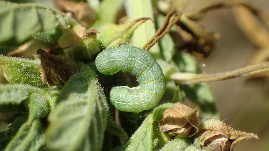 Beet-armyworm-on-hemp-by-Whitney-Cranshaw-CSU-Bugwood