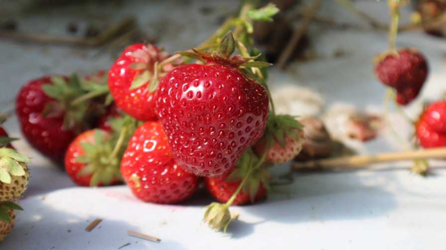 Dickens strawberry