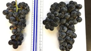 Cornell Scientists Bring New Cold-Hardy Seedless Grape to the Table