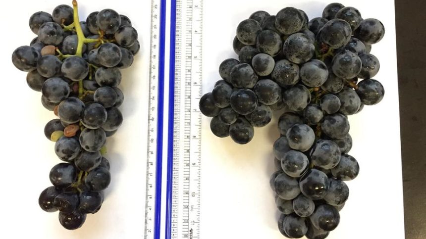 Cornell Scientists Bring New Cold-Hardy Seedless Grape to the Table
