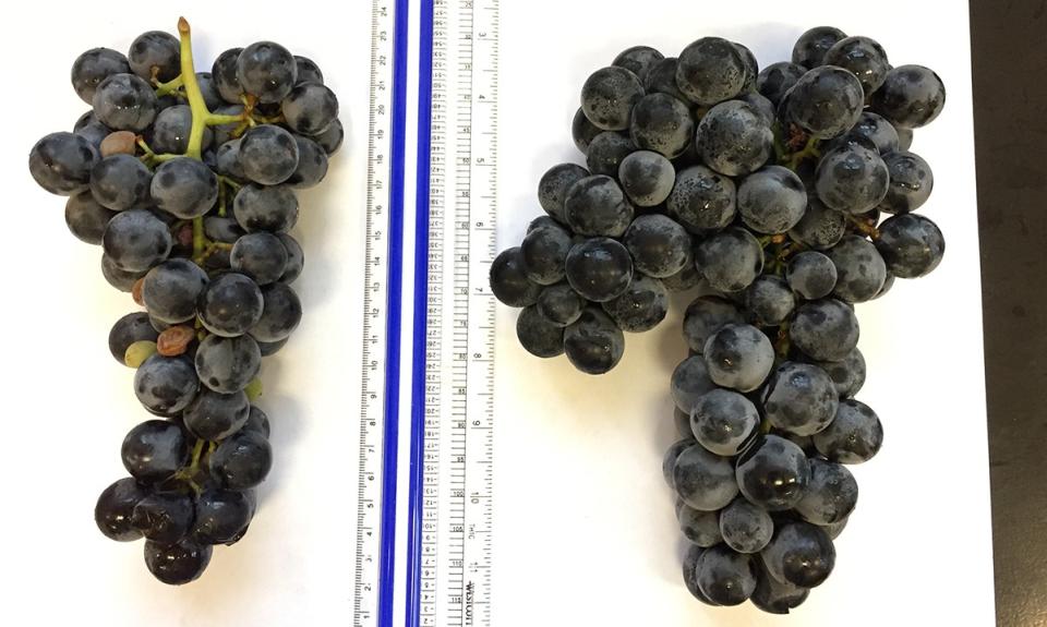 Cornell Scientists Bring New Cold-Hardy Seedless Grape to the Table
