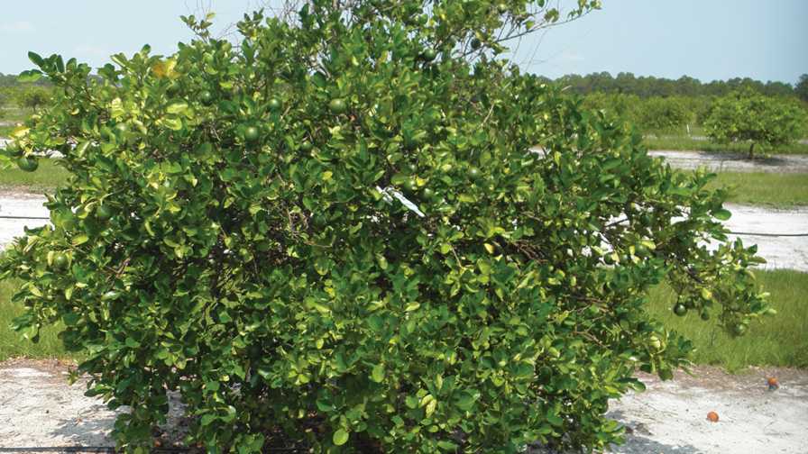 'Jackson' grapefruit in a Florida grove