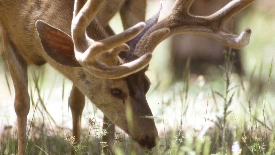 Mule-Deer-Buck.-Photo-by-George-Andrejko-Arizona-Game-Fish