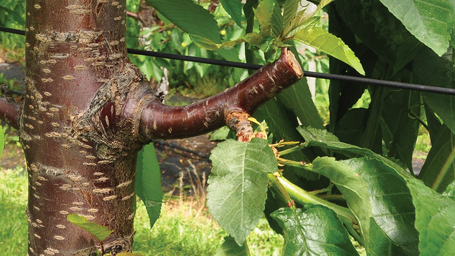 Why Renewal Pruning is Good for Your Sweet Cherry Orchard
