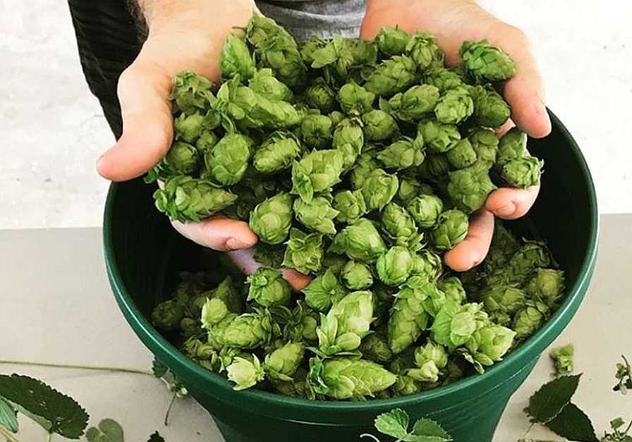 Bucket of Florida hops