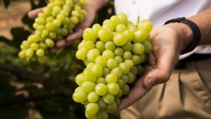 California Table Grape Industry Continues Record-Breaking Shipping Season