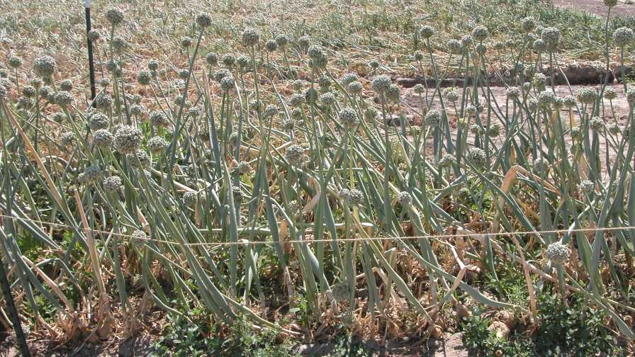 Onion seeds struck by iris yellow spot virus
