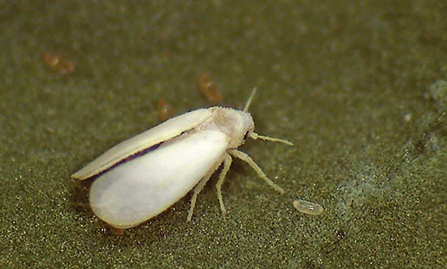Pepper whitefly closeup on a leaf