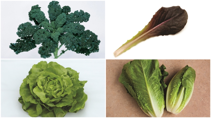 11 Leafy Green Vegetable Varieties to Add to Your Crop Mix [Slideshow