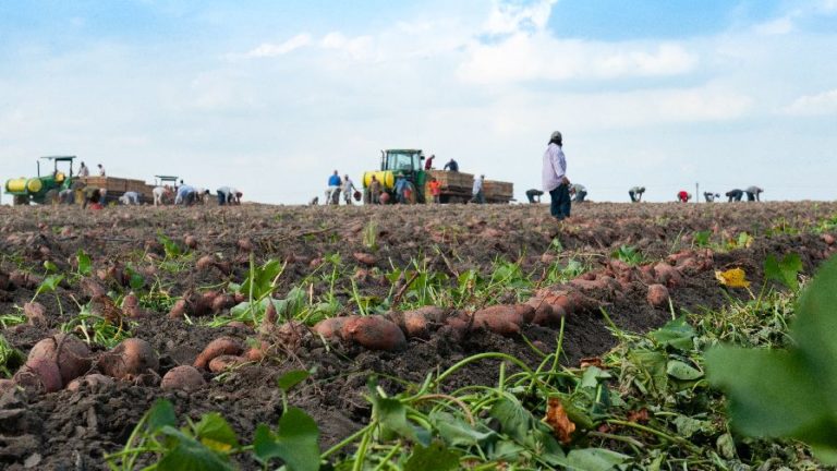 Where Are Sweet Potatoes Grown In North Carolina