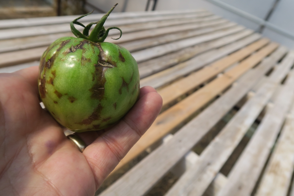 Tomato-infected-with-tomato-spotted-wilt-virus